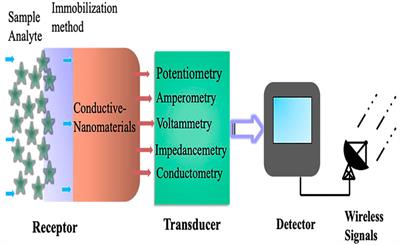 Progress of Wearable and Flexible Electrochemical Biosensors With the Aid of Conductive Nanomaterials